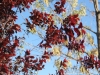senlinpark-11